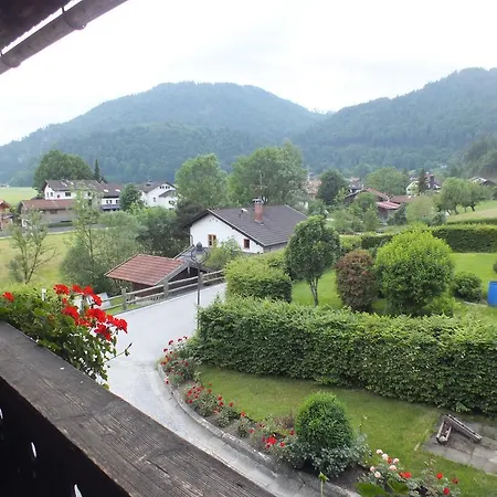 Blauer Gamsbock Kiefersfelden